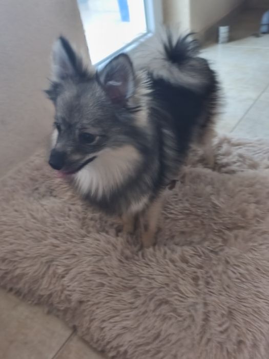 Мъжки Померан шпиц