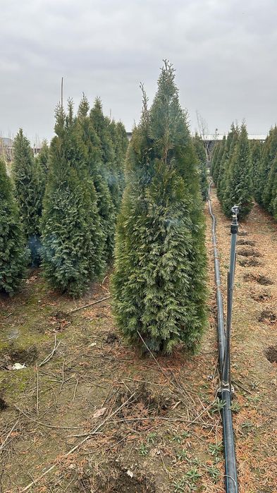 Tuia smarald pon pon spirale