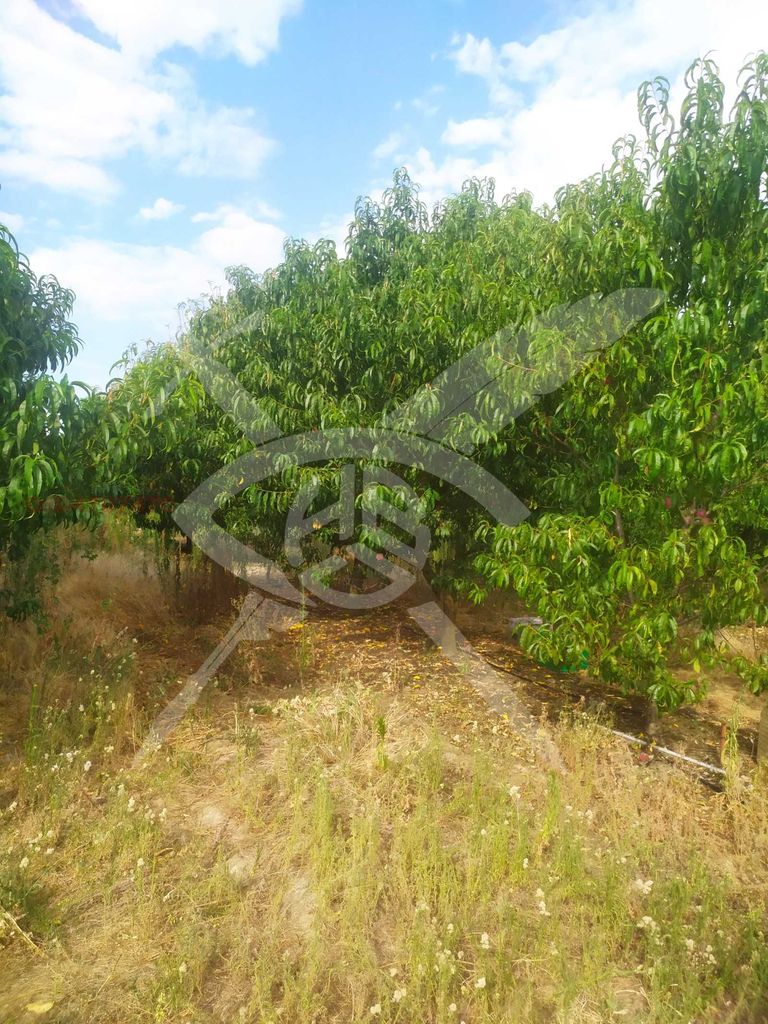 Продава се Парцел в с. Калековец, Област Пловдив - 8944 кв.м за 7 €/кв.м - Снимка #2