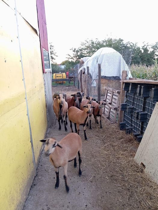 Se vinde oi Camerun