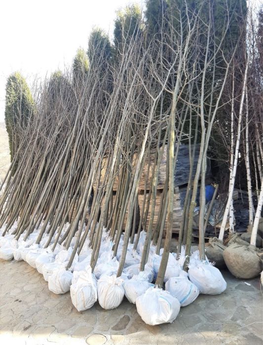 Mesteacan,tei,platan,stejar la cele mai bune preturi+transport gratuit