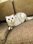 Шотландская вислоухая кошка