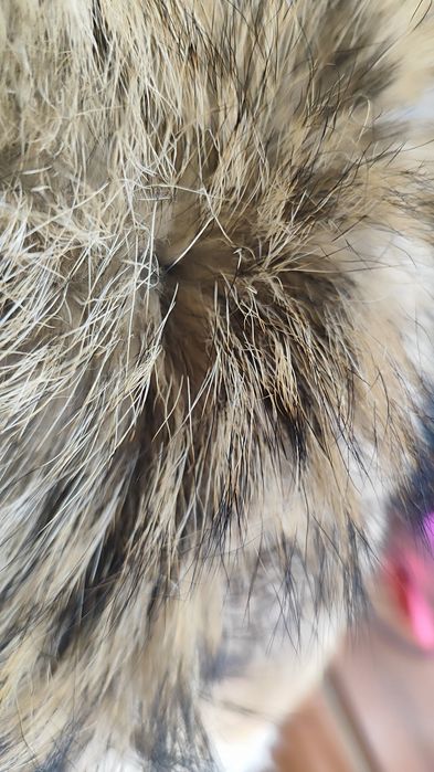 Кожа от чакал, два броя с приблизителен размер 80/40