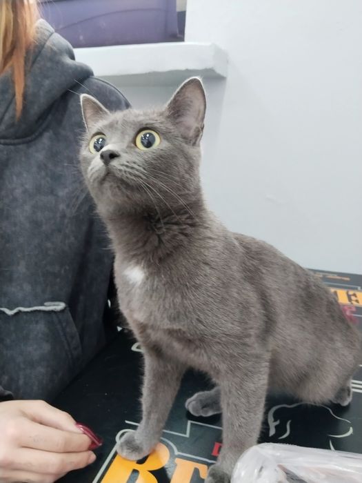 Ищем дом для кошечки