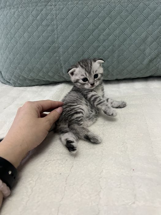 Продам чистокровных шотландских котят