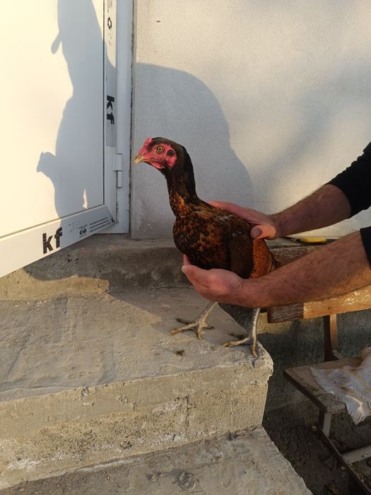 Даканг товук сотилади