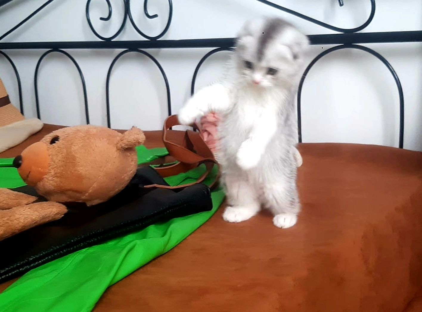 котята разные страйты и фолды