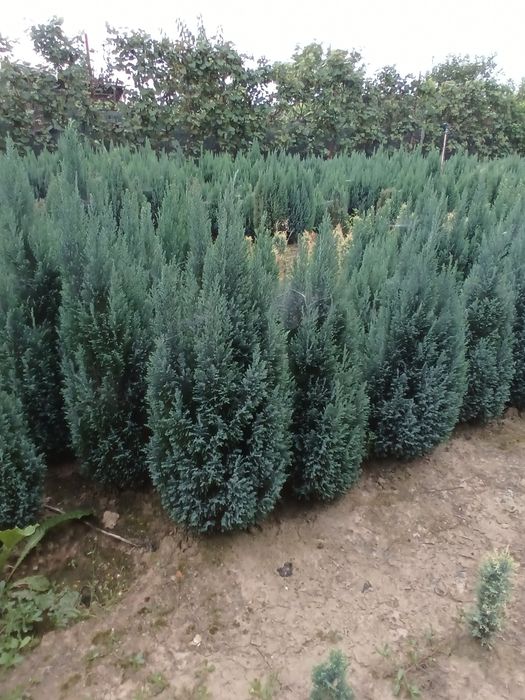 Chamanciparis lawsoniana elwodi
