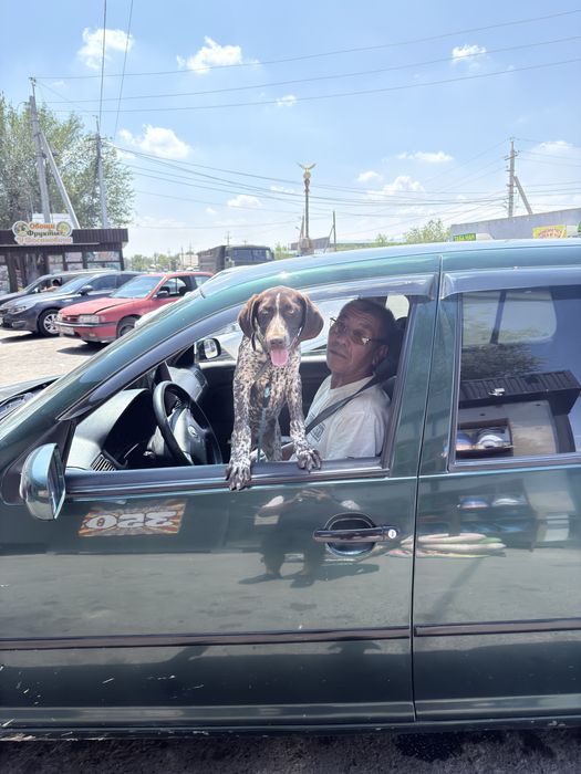 Курцхаар 6 месяцев