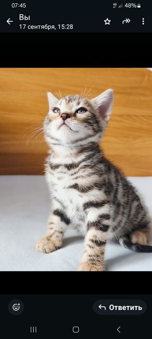 Продаю бенгала котёнка!