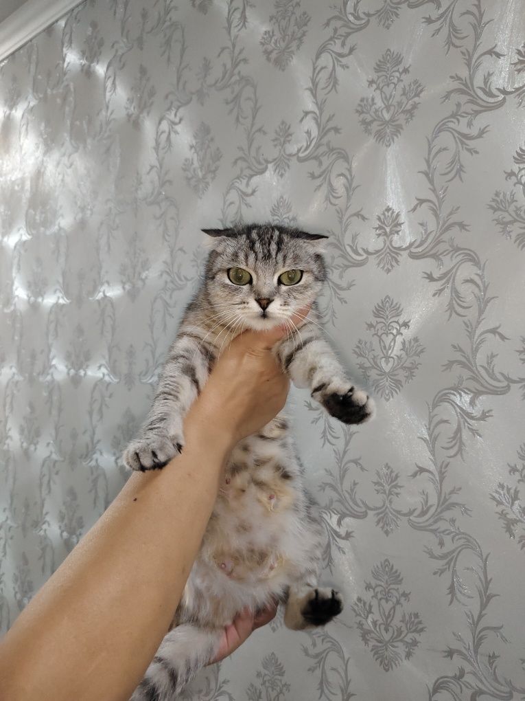 Ищем дом кошечке!