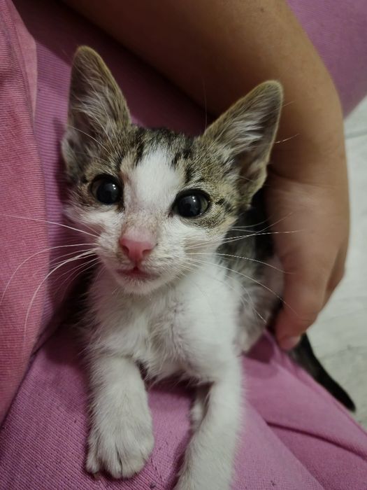 Adoptie pisicuta