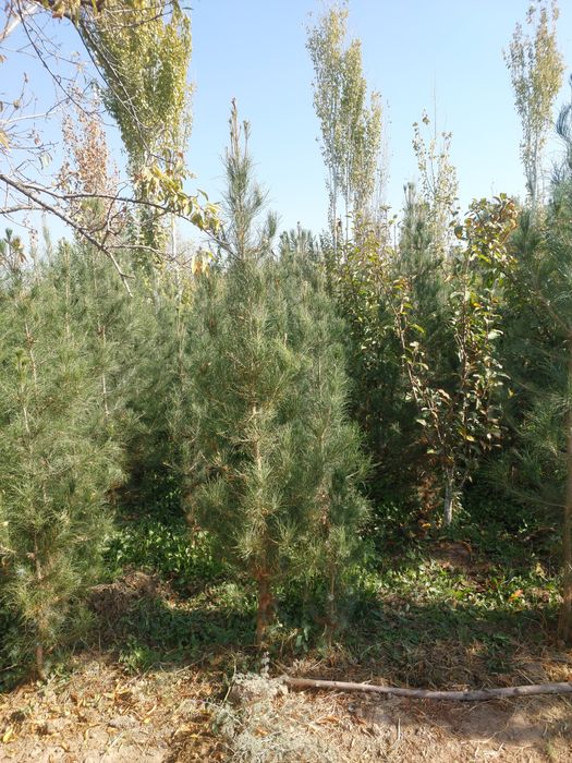 Сасна элдар кучатлари яшил макон учун