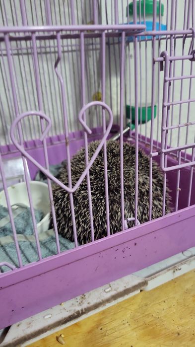 Возьму на передержку животных