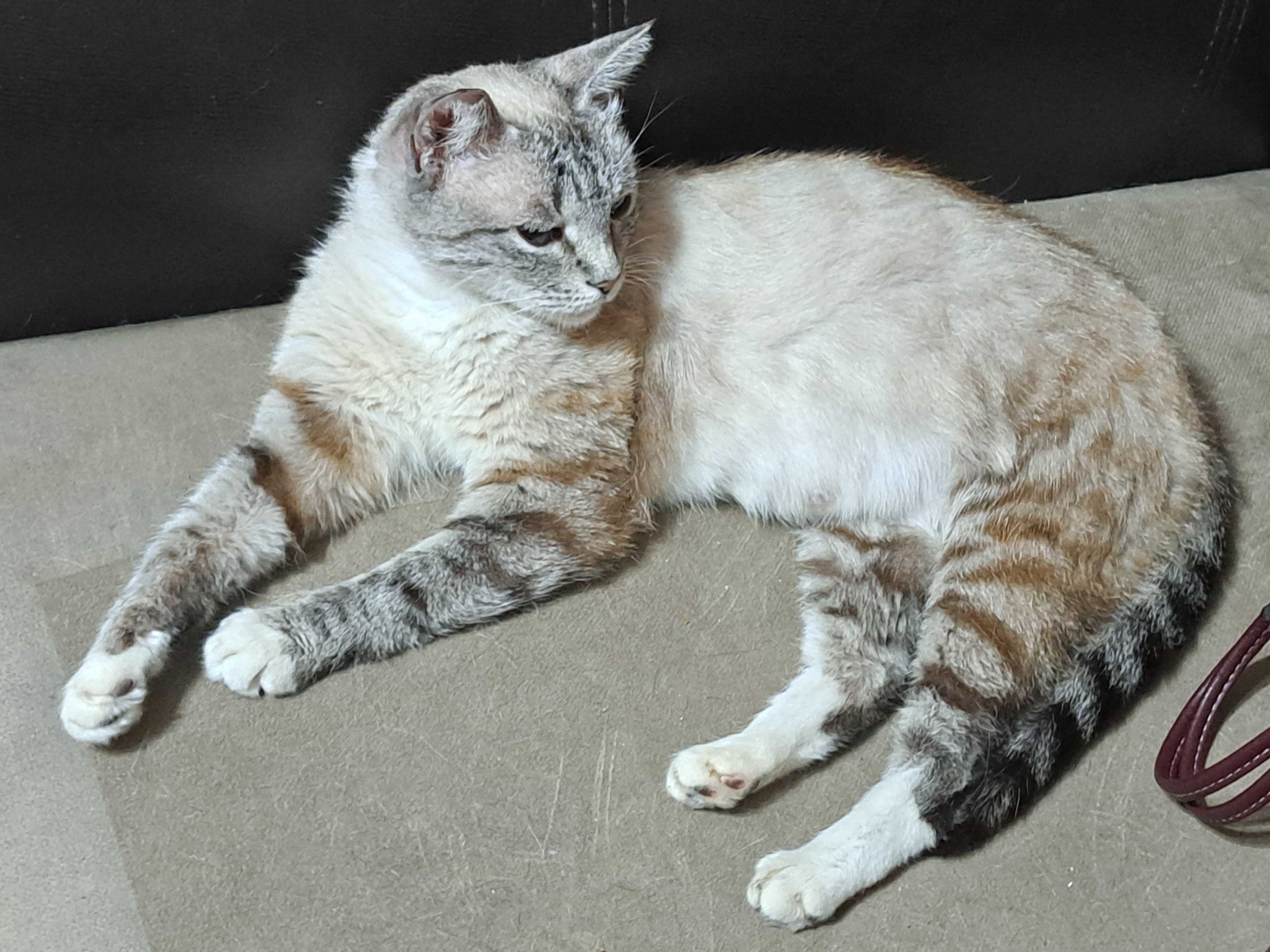 милая кошечка ищет дом