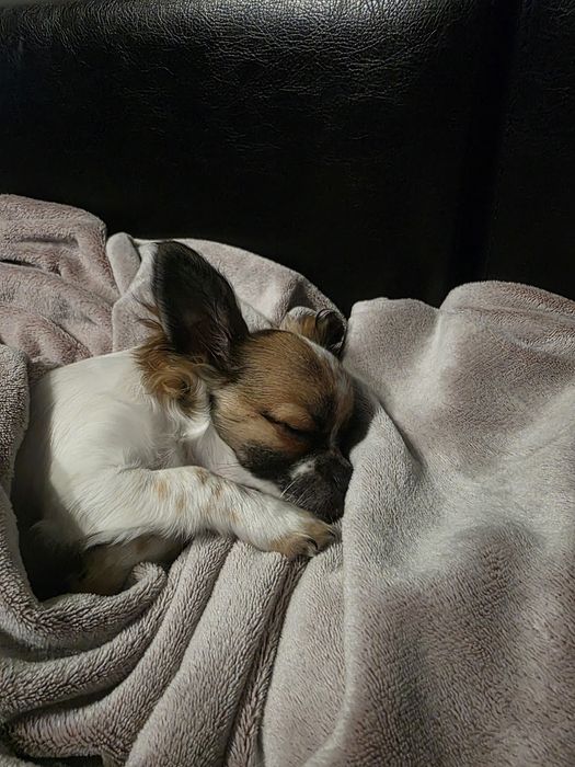 Дългокосместо Чихуахуа