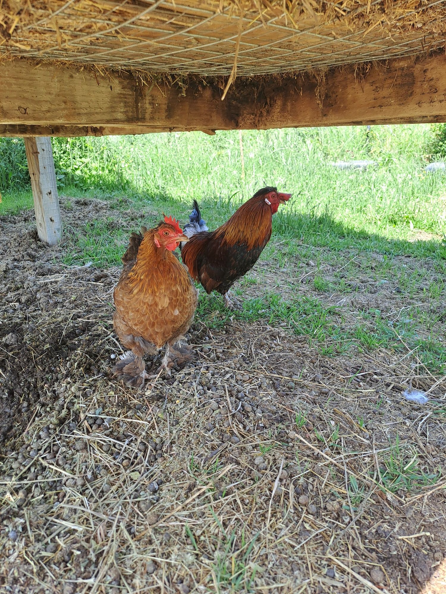 Gaini pitice pereche/gaini araucana pereche