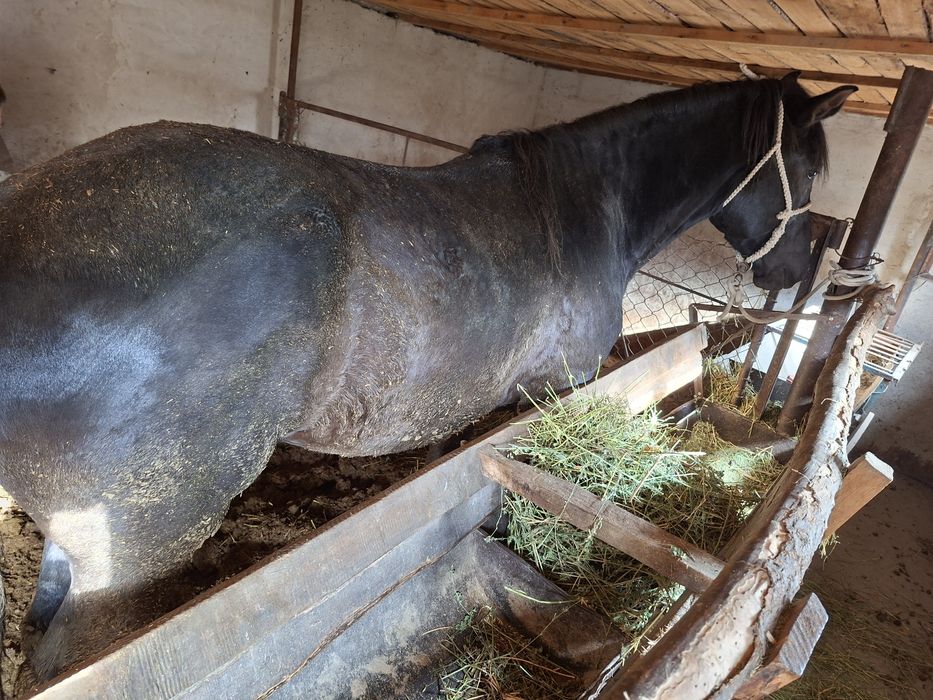 Жеребчик 3года красавчик ,крупный