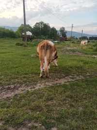 Vaca baltata genetica pedigree