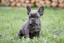 bulldog francez blue
