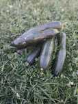 Dovlecei zucchini productie propie