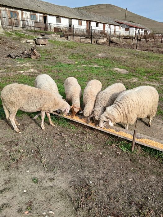 Vând oi gestante mioare