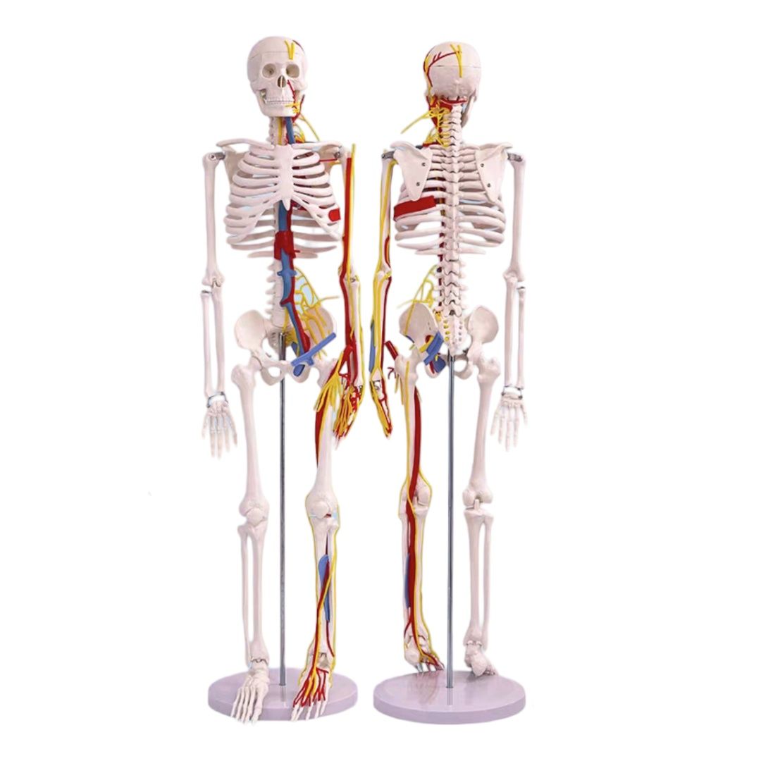 Скелет человека муляж , Skilet , Skelet 85 см