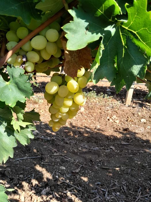 Грозде Хамбургски Мискет,Елица и други сортове