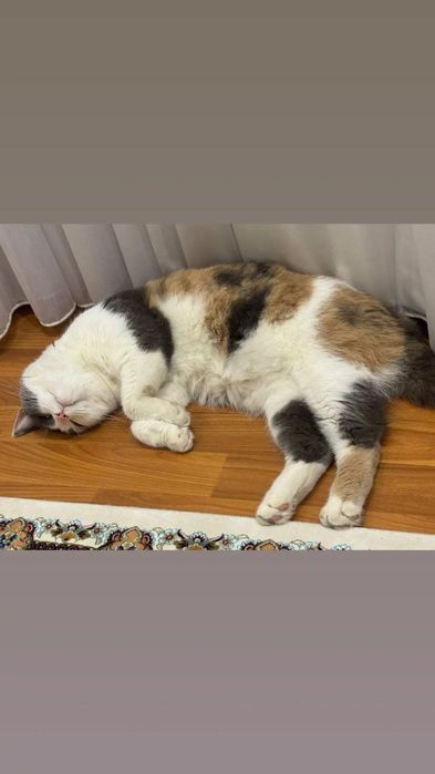 Uy mushugi, calico, turk angorasi