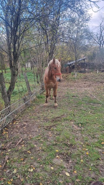 Manz blond de vanzare