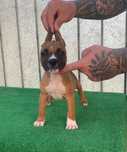 Mascul   amstaff