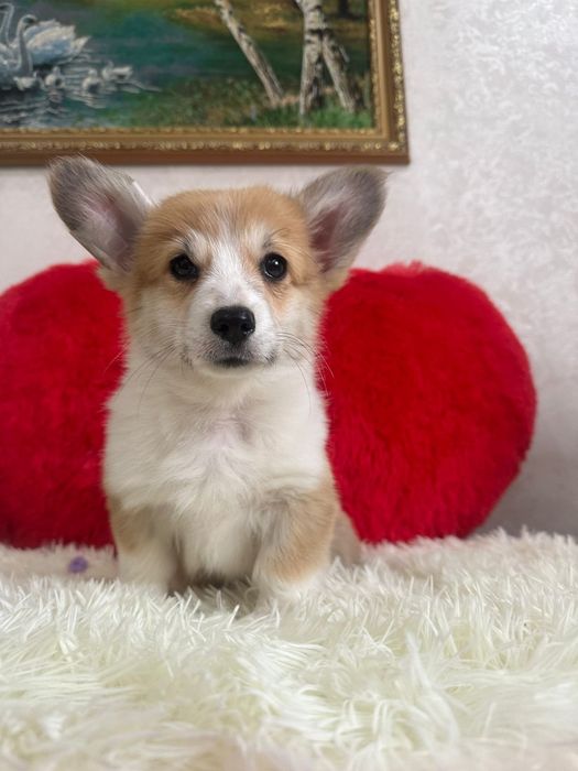 Вельш корги пемброк девочка