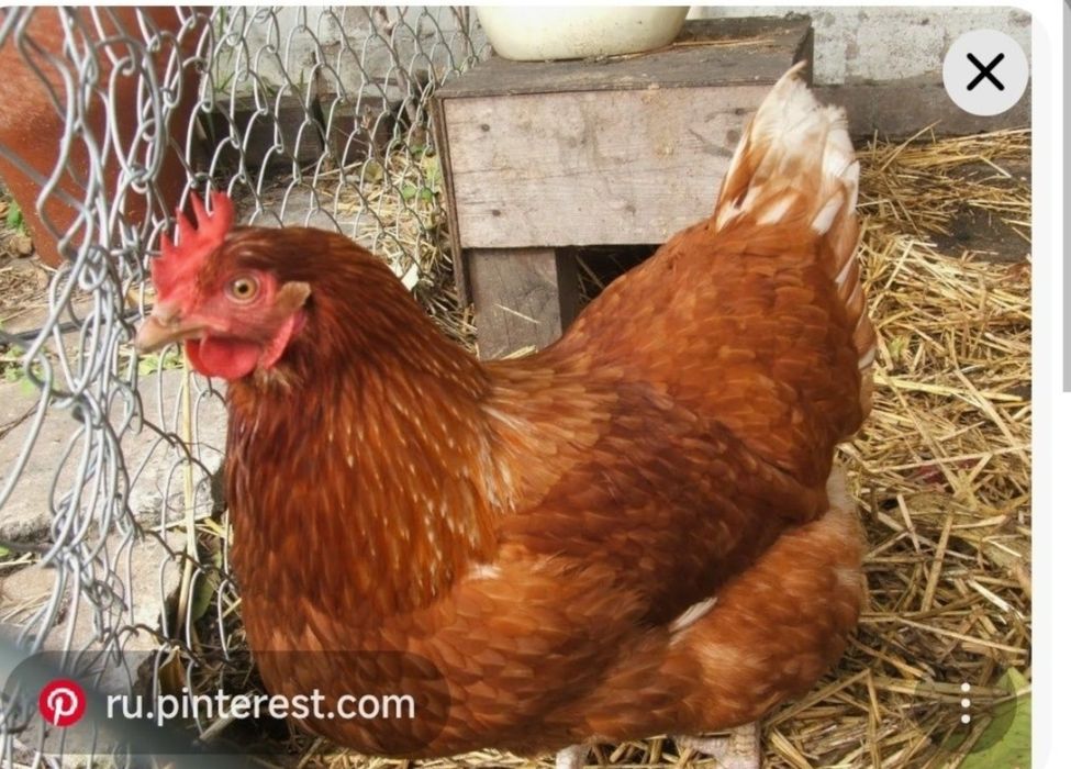 Продаются куры несушки