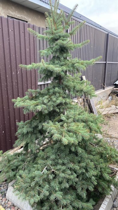 Елка, продам срочно