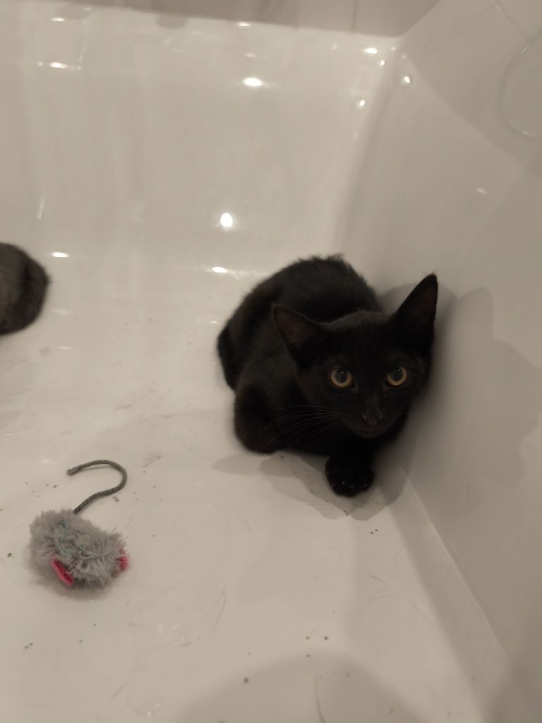 Подарявам 2 малки котенца
