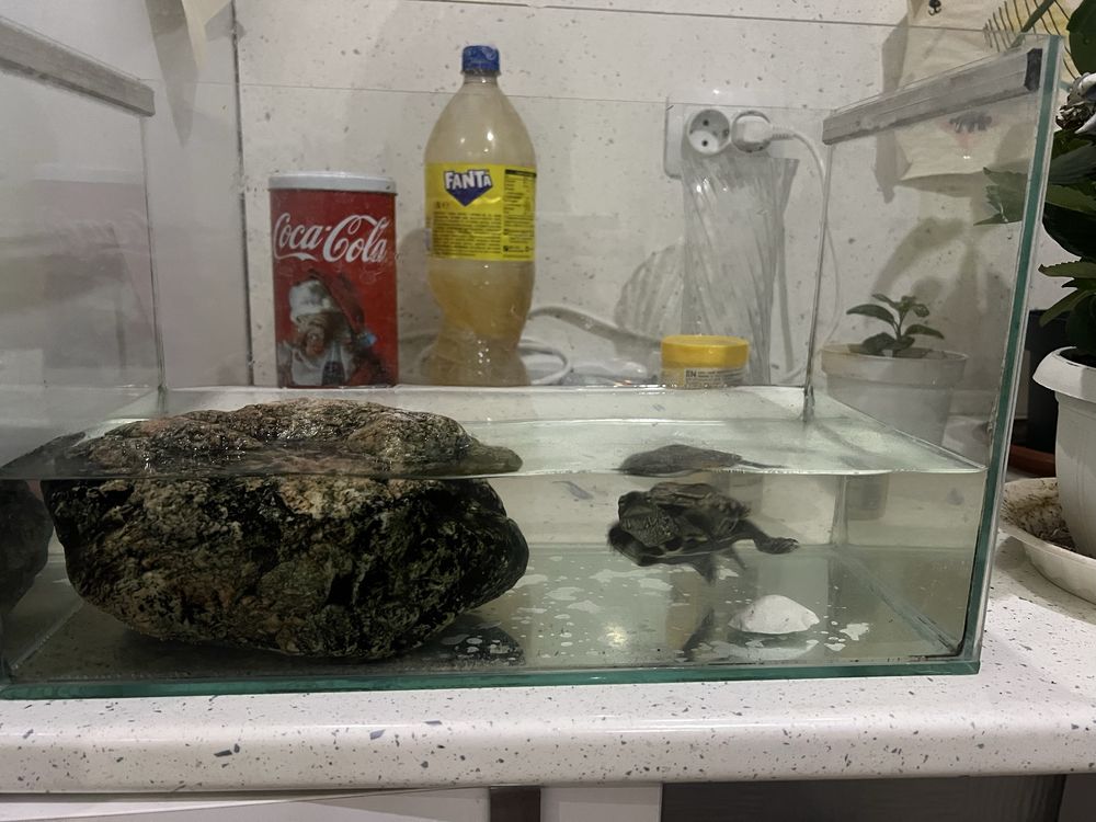 водна костенурка