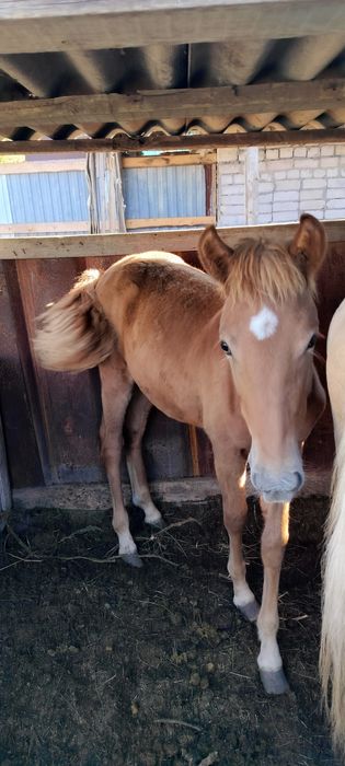 Продам жеребёнка