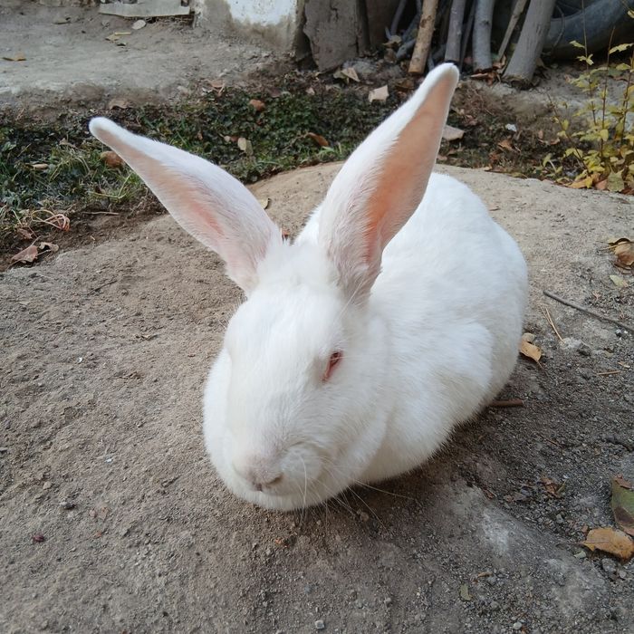 Quyon sotiladi, Jinsi: Samka, Boʻgʻoz Quyon, Fargʻona Yormazorda