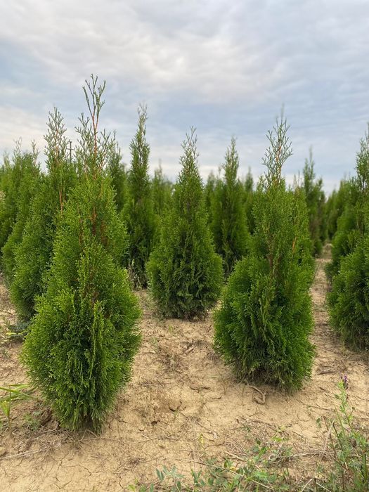 Tuia columnaris,smaragd