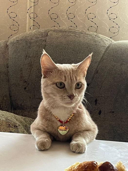 Ачеравашки котята девочки