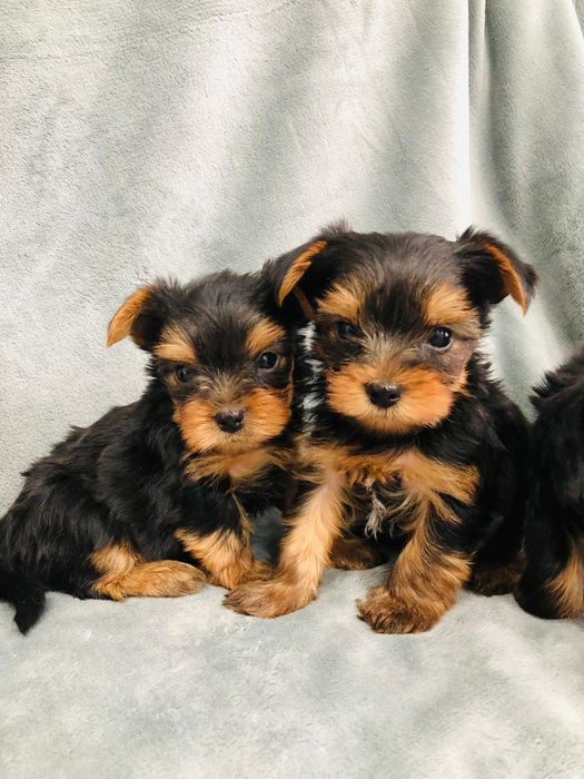 Щенки Йорк. 1,5 мес