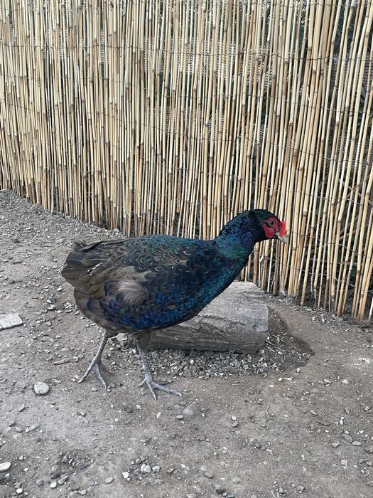 Fazani tenebros tineret