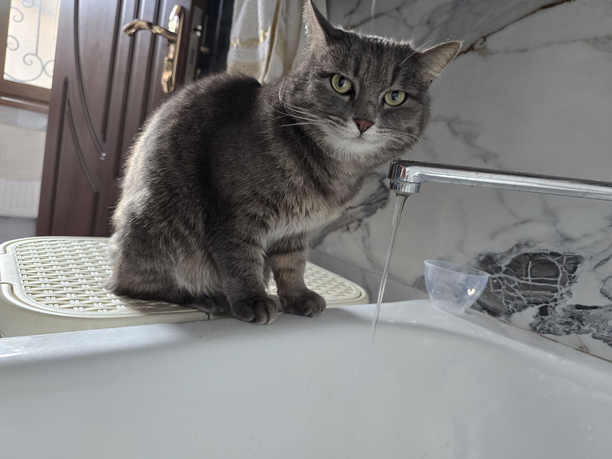 Кошечка домашняя