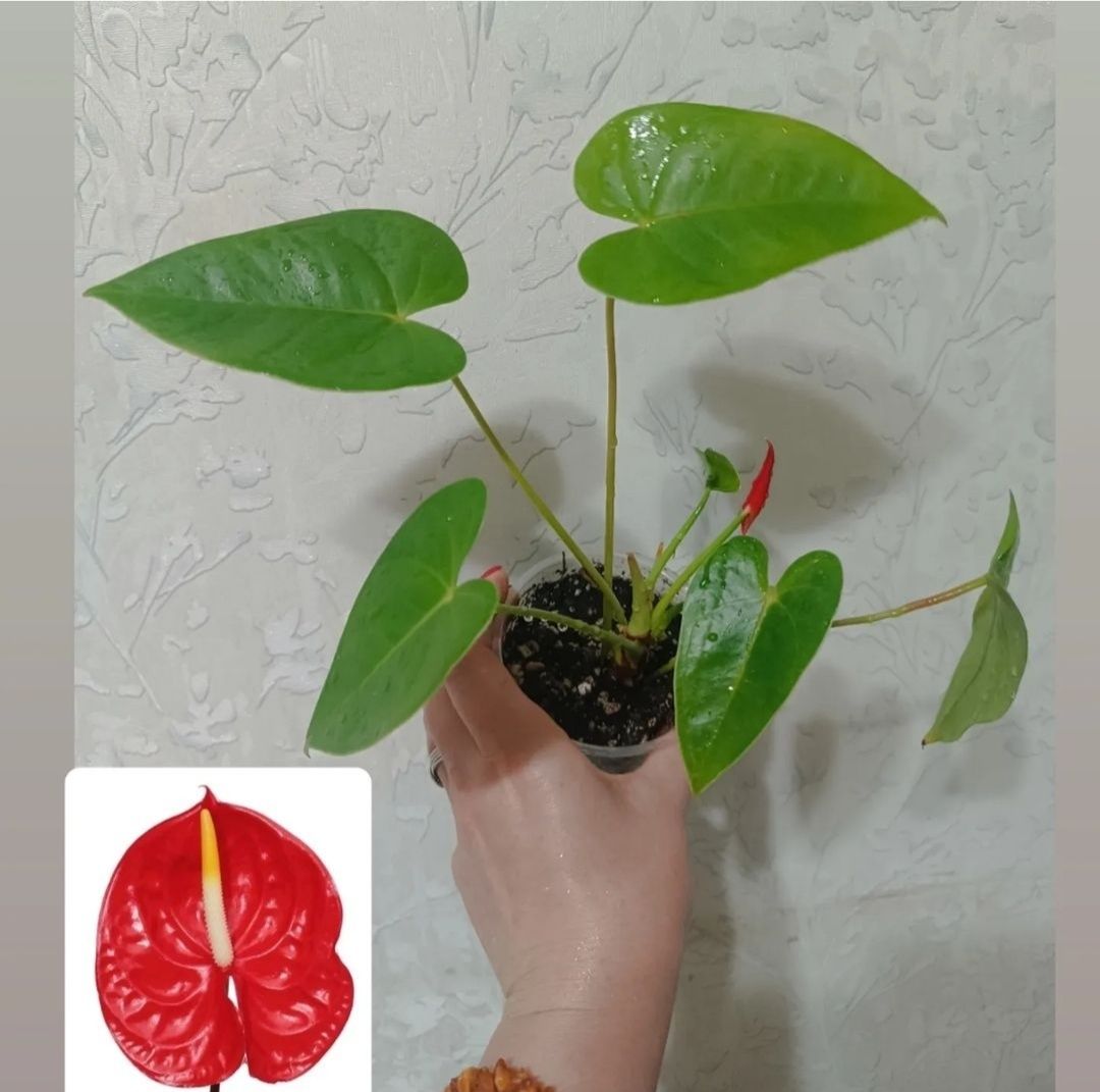 Комнатные растения