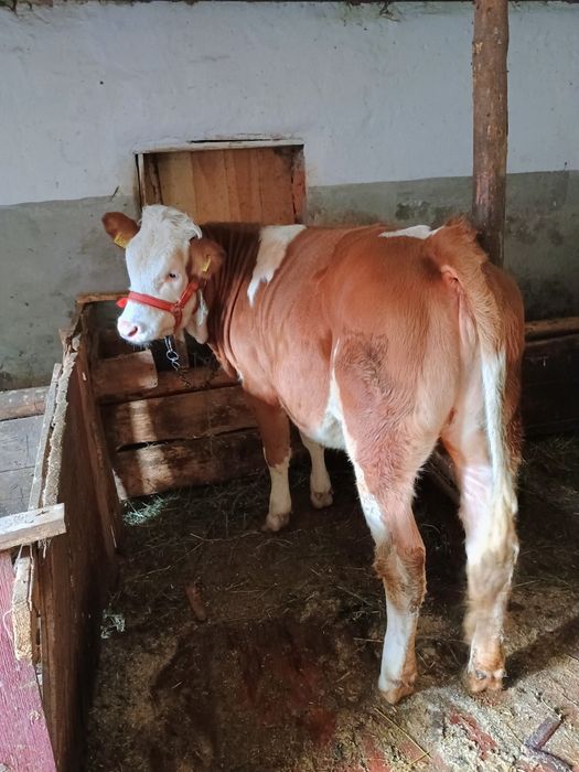 Juninca de vânzare