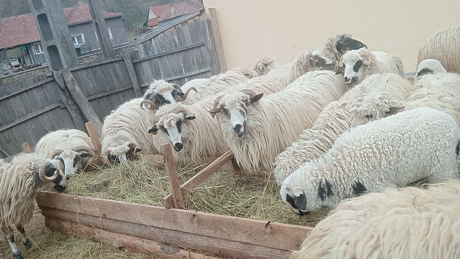 Vând oi și berbec