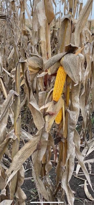 Porumb boabe de vanzare