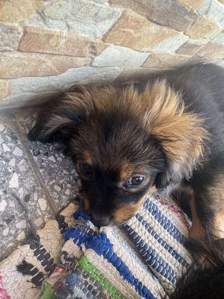 Cățeluși spre adopție – crescuți în curte, prietenoși și jucăuși