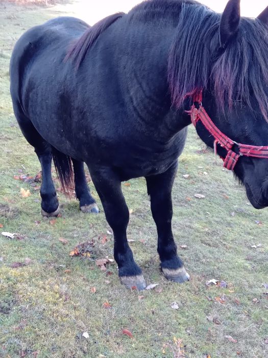 Vând armăsar de 1 an și 10 luni