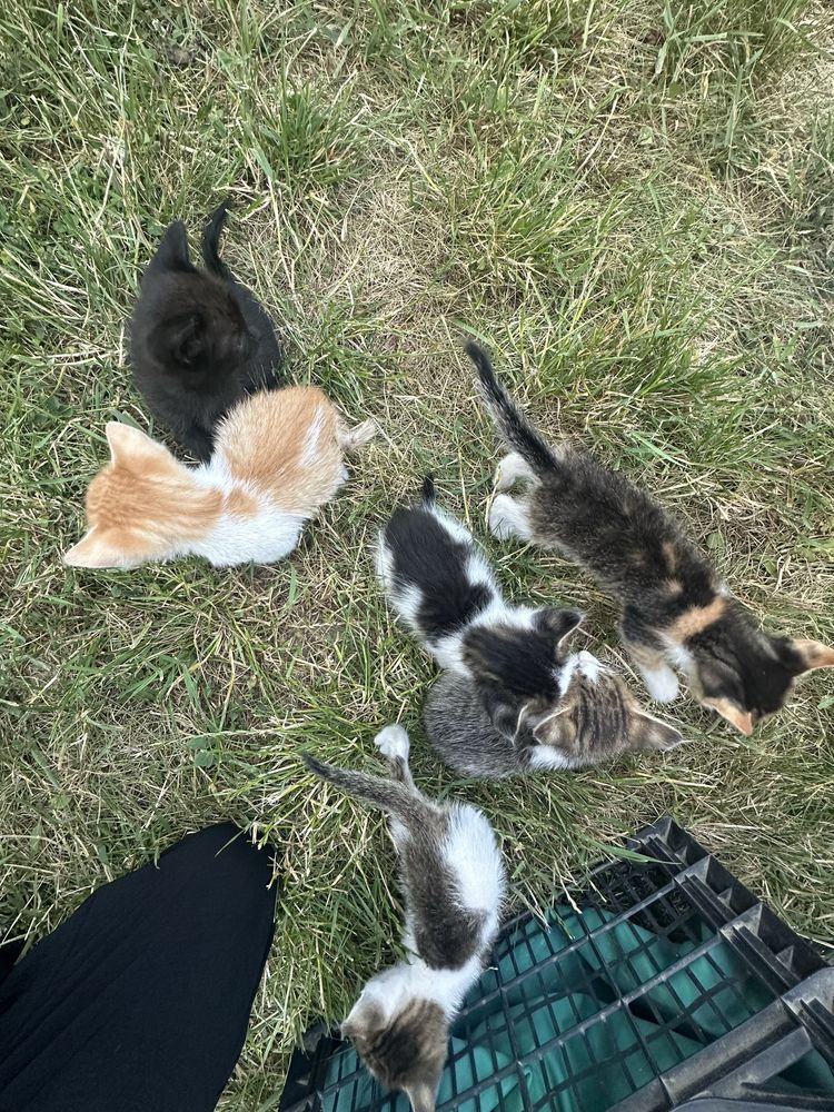 pisici pentru adoptie